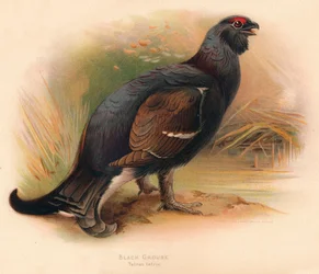 Cietrzew Tetrau tetrix, 1900, 1900