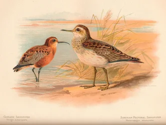 Kulik brodzik tringa subarquata, syberyjski brodźiec piersiowy Heteropygia acuminata, 1900,