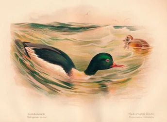 Goosander nurogęś rycynowy, kaczka arlekin Cosmonetta histrionica, 1900, 1900