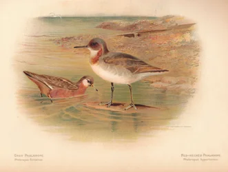 Szary Phalarope Phalaropus fulicarius, Czerwonoszyi Phalarope Phalaropus hyperboreus, 1900, 1900