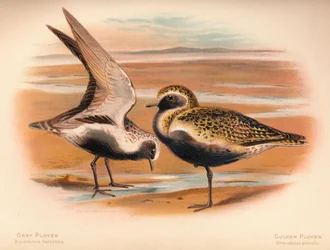 Sieweczka szara Squatarola helvetica, Sieweczka złota Charadrius pluvialus, 1900, 1900