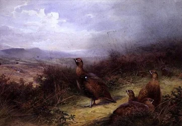 Cietrzew w Highlands