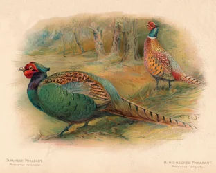 Bażant japoński Phasaianus versicolor, Bażant pierścieniowoszyjny Phasaianus torquatus, 1900, 190