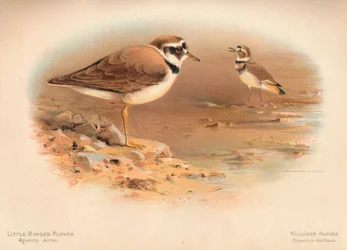 Sieweczka rzeczna Aegialitis minor, Sieweczka pospolita Oxyechus vociferus, 1900, 1900