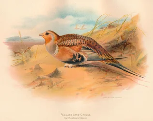 Pallass Sand-Grouse Syrrhaptes paradoxus, 1900, 1900