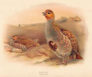 Kuropatwa Perdix cinerea, 1900, 1900