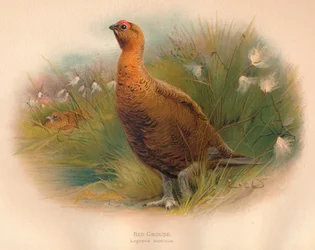 Kuropatwa szkocka Lagopus scoticus, 1900, 1900