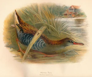 Kolej wodna Rallus aquaticus, 1900, 1900
