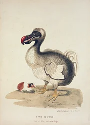 Badanie Dodo i świnki morskiej, 1847