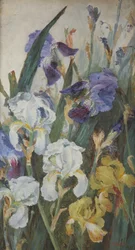 Irysy, 1882