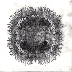 Plant Cells, 2019 (trawienie suchej temperatury)