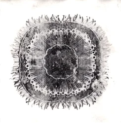 Plant Cells, 2019 (trawienie suchej temperatury)