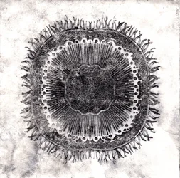 Plant Cells, 2019 (trawienie suchej temperatury)