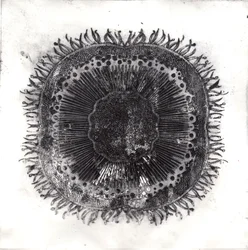 Plant Cells, 2019 (trawienie suchej temperatury)