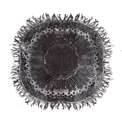 Plant Cells, 2019 (trawienie suchej temperatury)