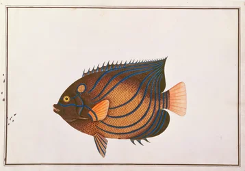 Skalary niebieskoobrotowe, z Rysunków ryb z Malakki, ok. 1805-18 (wc na papierze)