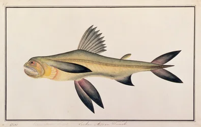 Bombay Duck, z Rysunków ryb z Malakki, ok. 1805-18 (wc na papierze)