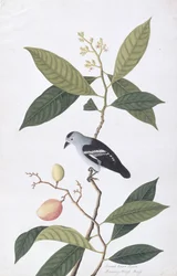 Booah Nawa Hawa, z Rysunków ptaków z Malakki, ok. 1805-18 (wc na papierze)