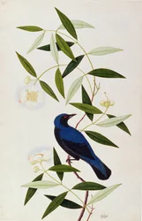 Boorah Farleeh, z Rysunków ptaków z Malakki, ok. 1805-18 (wc na papierze)