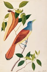 Boorong Seli-ah, z Rysunków ptaków z Malakki, ok. 1805-18 (wc na papierze)