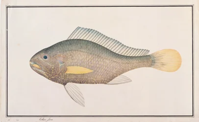Konował, z Rysunków ryb z Malakki, ok. 1805-18 (wc na papierze)
