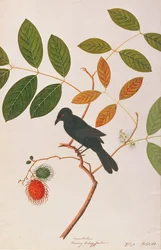 Drongo kruczodzioby, z Rysunku ptaków z Malakki, ok. 1805-18 (wc na papierze)