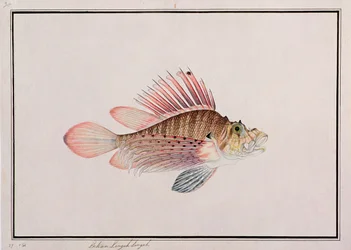 Eekan Linqah Singah, z Rysunków ryb z Malakki, ok. 1805-18 (wc na papierze)