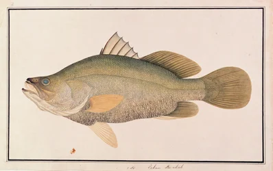 Olbrzymi okoń morski, z Rysunków ryb z Malakki, ok. 1805-18 (wc na papierze)