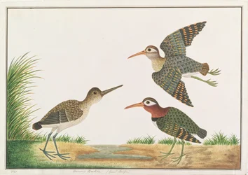 Dubeltowiec malowany, z Rysunków ptaków z Malakki, ok. 1805-18 (wc na papierze)