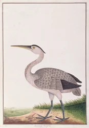 Czapla siwa, z Rysunków ptaków z Malakki, ok. 1805-18 (wc na papierze)