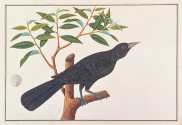 Koel, z Rysunków ptaków z Malakki, ok. 1805-18 (wc na papierze)