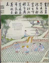 Weeding, The Rice Culture in China (kolorowy drzeworyt)
