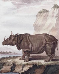 Nosorożec (rycina)