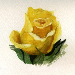 Żółta róża, 2009 (akwarela na papierze)