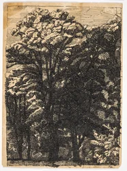Drzewa