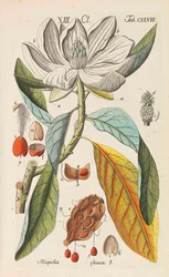 Podręcznik botaniczny, 1808.