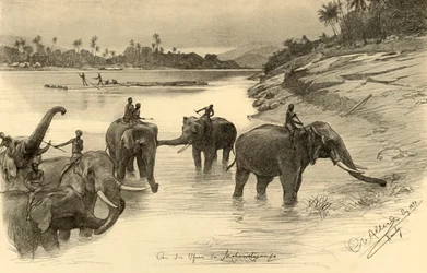 Słonie nad brzegiem rzeki Mahaweli, Cejlon, 1898.