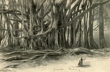 Olbrzymie drzewa w Buitenzorg, Jawa, 1898.