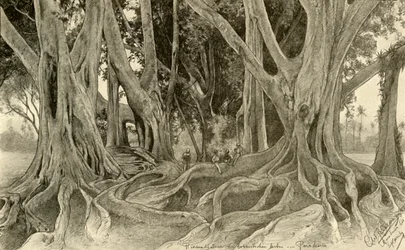 Olbrzymie drzewa w ogrodach botanicznych, Peradeniya, Kandy, Cejlon, 1898.