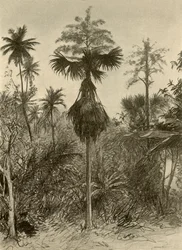 Palma talipot po kwitnieniu, Cejlon, 1898.
