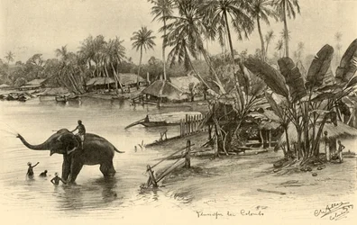Mycie słonia w rzece, Kolombo, Cejlon, 1898.