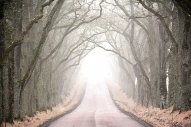 Droga Misty Tree Tunnel