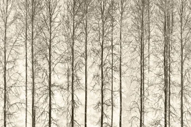 Monochromatyczne zimowe drzewa