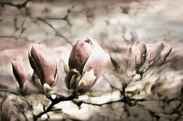 Miękkie pączki magnolii