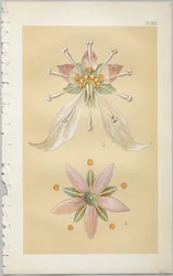 Sztuka projektowania dekoracyjnego : z dodatkiem, podającym godziny otwarcia kwiatów, wyd. Day & Son, Londyn, 1862