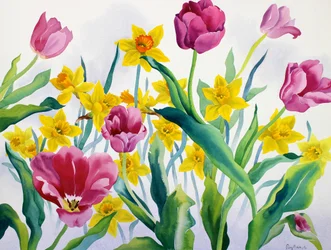 Żonkile i tulipany (akwarela na papierze)