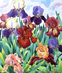 Irysy Glemsford