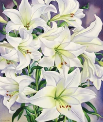 Białe lilie, 2008 (wc na papierze)