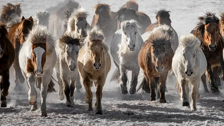 Szalony galop dzikich koni