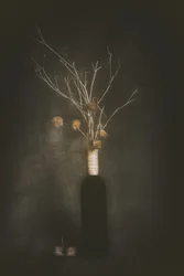 Ciemna botaniczna cisza